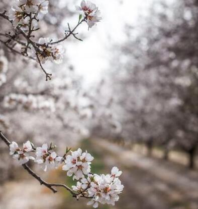 almond-trees-in-bloom