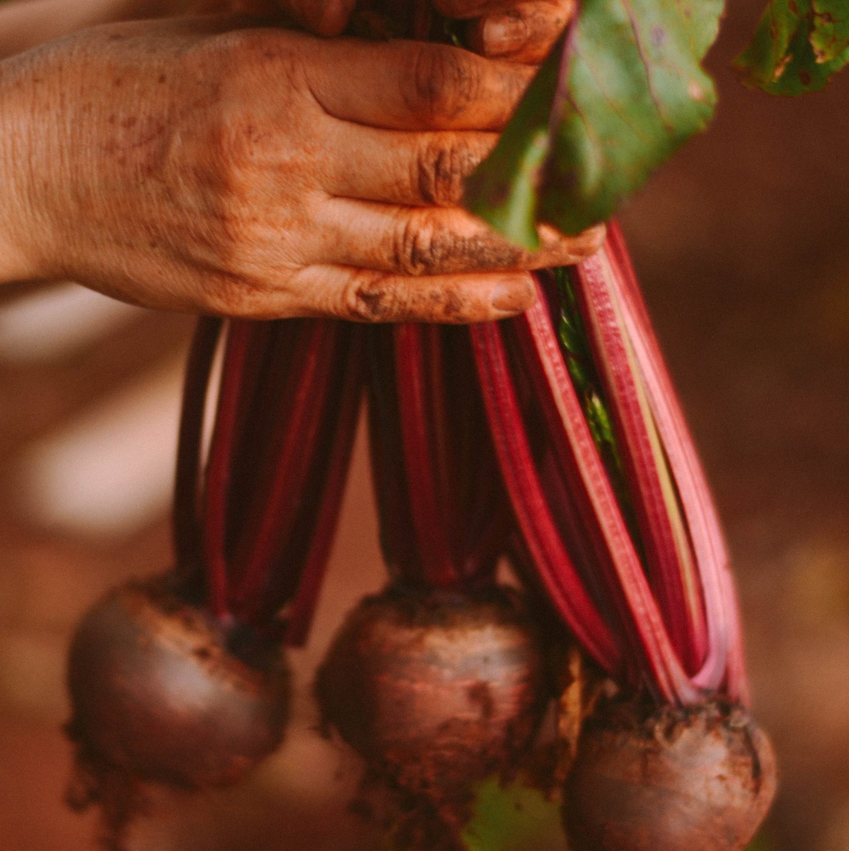 beetroot-farm